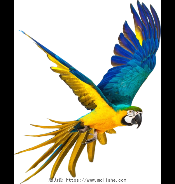 鲜艳彩色鹦鹉设计素材